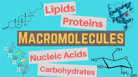 macromolecules quizlet